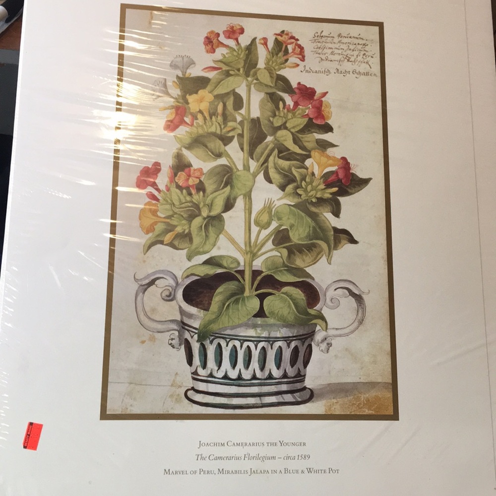 2 Vintage Flower Lithographs Apple Graphics VT